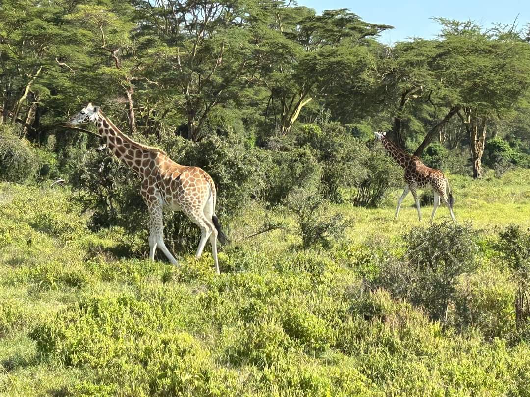 Giraffes browsing