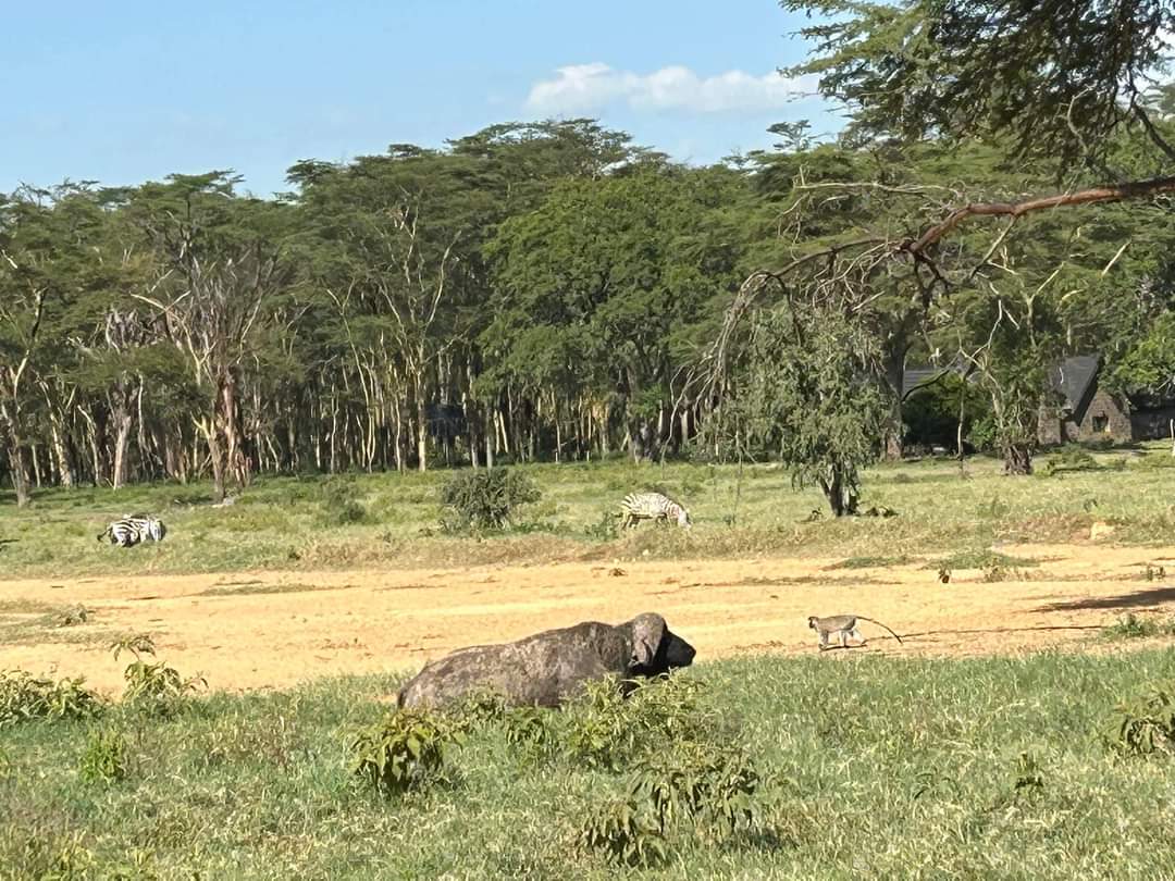 Wildlife and biodiversity in Tanzania